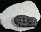 Phacops Trilobite From Morocco #9252-3